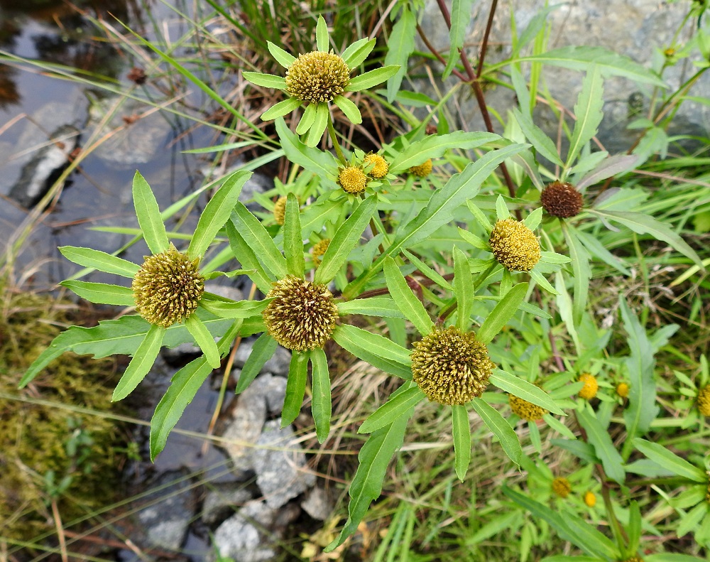 Bidens radiata - säderusokin ulompia, siirottavia kehtosuomuja on tavallisesti 7-14, kun niitä lähilajilla, tummarusokilla, B. tripartita, on yleensä 5-9. 16.8.2021. Copyright Hannu Kämäräinen.