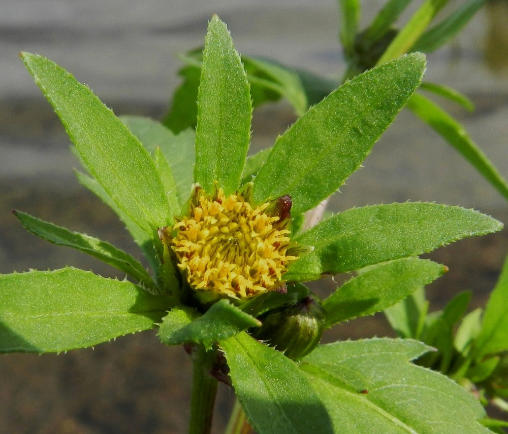 Bidens tripartita - tummarusokin ulompia kehtosuomuja on yleensä 5-9 ja ne ovat tavallisesti noin 7-30 mm pitkät ja leveimmältä kohtaa noin 2-8 mm leveät. Joukossa olevat yksittäiset, muista poikkeavat suomut (edellinen kuva) voivat toisinaan olla 40-50 mm pitkätkin. Mykeröistä puuttuvat kielelliset laitakukat. Kaikki kukat ovat kaksineuvoisia, torvimaisia ja keltaisia kehräkukkia, joita on tavallisesti noin 50-80. Niiden kärkiosa on noin 2-2,5 mm pitkä sekä päästään viisiliuskainen. Heteitä on viisi ja niiden keltaiset, tasasoukat ponnet ovat lieriömäisen yhdiskasvuisesti emin vartalon ympärillä. EH, Hämeenlinna, Katinen, Katumajärven länsiranta, rantakosteikko uimarannan pohjoispuolella, 11.8.2012. Copyright Hannu Kämäräinen.