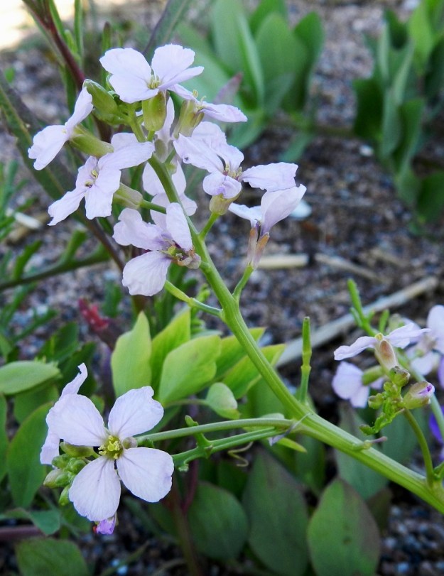 Cakile maritima subsp. baltica - liuskamerisinapin, kuten hyvin monen muunkin kasvilajin, keskimääräinen kukinta-aika on ilmastonmuutoksen johdosta siirtynyt aikaisemmaksi. Toki edelleen tapahtuu vuosittaista vaihtelua kevään ja alkukesän säiden mukaan. Aikaisemmin kukintansa heinä- ja elokuulle ajoittaneen lajin terttu oli täydessä kukassa kuvanottohetkellä jo kesäkuun puolivälin tuntumassa. Liuskamerisinapin kukkaperä on tanakka ja yleensä noin 2-3 mm pitkä. U, Hanko, niemen eteläpuolen merenranta, Kolavikenin itälaidassa olevien Stora Tallholmenin ja Lilla Tallholmenin niemien välisen lahdekkeen hiekkaranta-alue, 18.6.2012. Copyright Hannu Kämäräinen.