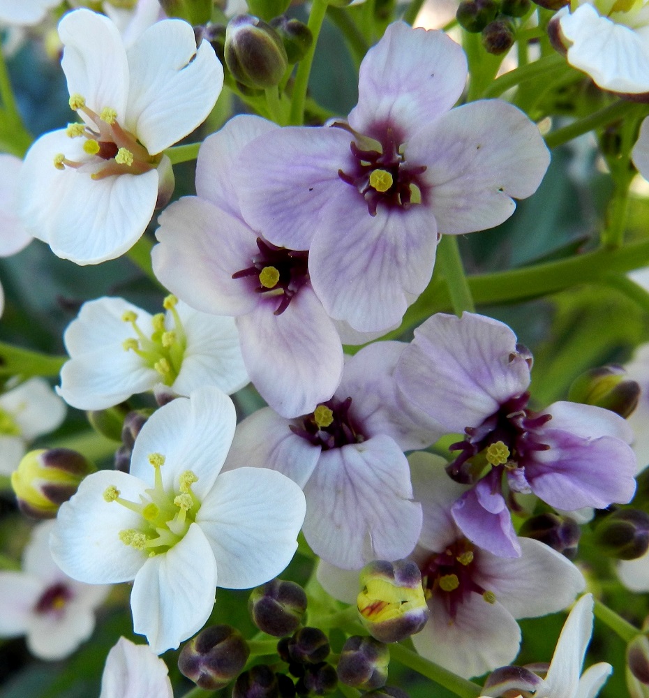 Crambe maritima - euroopanmerikaalin teriö on tavallisesti noin 10-15 mm leveä. Terälehtiä on ristikkäisesti neljä. Ne ovat valkoiset tai toisinaan samassakin kukinnossa vaalean sinipunaiset. Valkoiset terälehdet ovat tyveltään kellanvihreät ja vaalean sinipunaiset terälehdet tummemman sinipunaiset. Heteitä on kuusi, joista neljä on pitempää ja kaksi lyhyempää. Palhot ovat alaspäin levenevät, ja neljässä pitemmässä heteessä niissä on lyhyt, teräväkärkinen sivuhaara (näkyy vasemman alalaidan kukassa). Sikiäin on kehänpäällinen ja lähes tasapaksun pitkulainen. Luotti on pyöreä, litteä ja keltainen. Verholehtiä on neljä (näkyvät kuvassa nupuissa). Ne ovat lähinnä leveänsoikeat, kuperat ja useimmiten noin 3-4 mm pitkät. 18.6.2012. Copyright Hannu Kämäräinen.