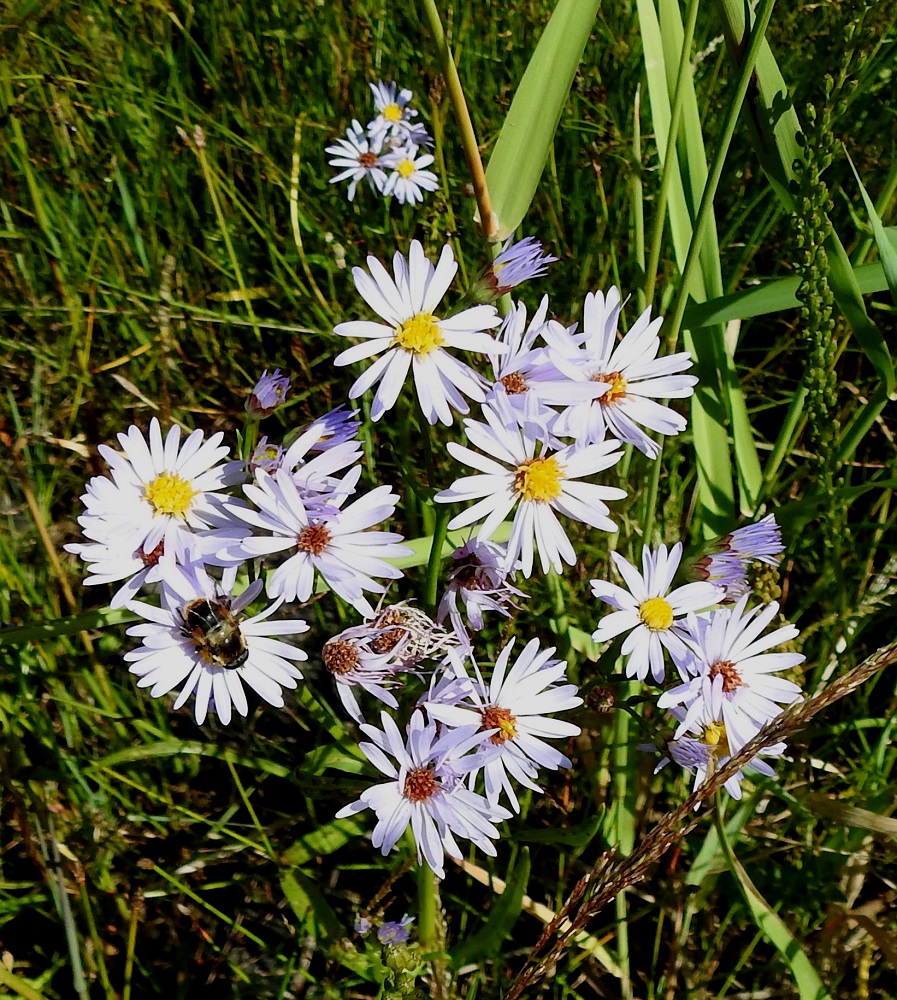 Galatella tripolium - meriasterin kukintomykerö on kokonaisuudessaan tavallisesti noin 20-30 mm leveä. Siinä on kahdenlaisia kukkia. Uloimpina laitakukkina on yleensä noin 10-30 kielikukkaa ja mykerön keskellä on tavallisesti noin 10-20 kehräkukkaa. EP, Närpiö, Knåpnäs, Boviken-merenlahden länsipuolella oleva Korsgrundet, 18.7.2021. Copyright Hannu Kämäräinen.