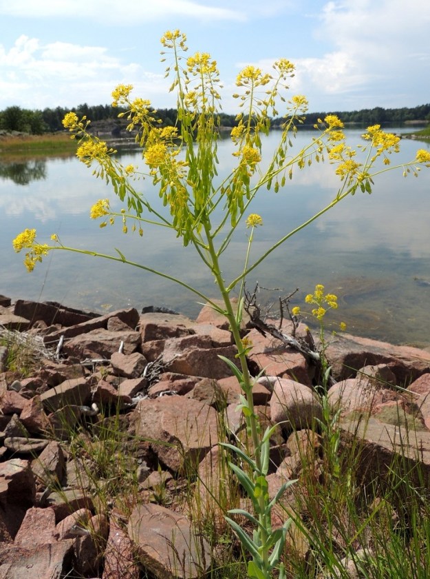 Isatis tinctoria - värimorsingon pitkä- ja monihaarainen kukinto on varren latvassa. Laji on sukunsa ainokainen Pohjoismaissa. Sen suomalainen ja tieteellinen lajinimi viittaavat pitkään historiaan värikasvina. Kaukasukselta ja laajoilta alueilta Aasiasta kotoisin oleva laji tuotiin jo hyvin varhain Eurooppaan, ja Suomessakin sitä on viljelty siitä saatavan väriaineen vuoksi jo 1600-luvulla. A, Lemland, Järsöntien pengertieosuus Styrsöfjärdenin yli Granholmin saarelle, penkereen rantakivikko, 9.6.2014. Copyright Hannu Kämäräinen.