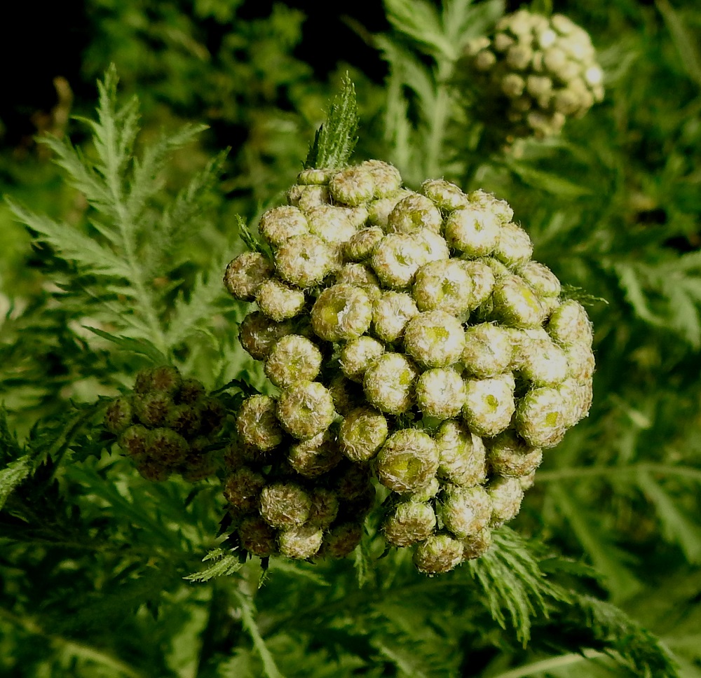 Tanacetum vulgare - (rohto)pietaryrtin mykeröt ovat nuppuvaiheessa pienten ylälehtien muodostaman kehdon suojassa. EH, Hämeenlinna, Vuorentaka, Lakee, Hirsimäenkadun laita Myllyojan itäpuolella, 2.7.2022. Copyright Hannu Kämäräinen.