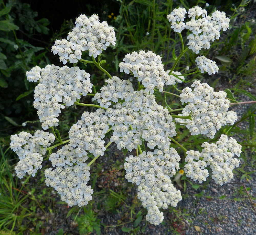 Achillea Millefolium Subsp Millefolium Siank rs m Subsp achillea-millefolium-subsp-millefolium-siank-rs-m-subsp