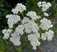 Achillea Millefolium Subsp Millefolium Siank rs m Subsp 