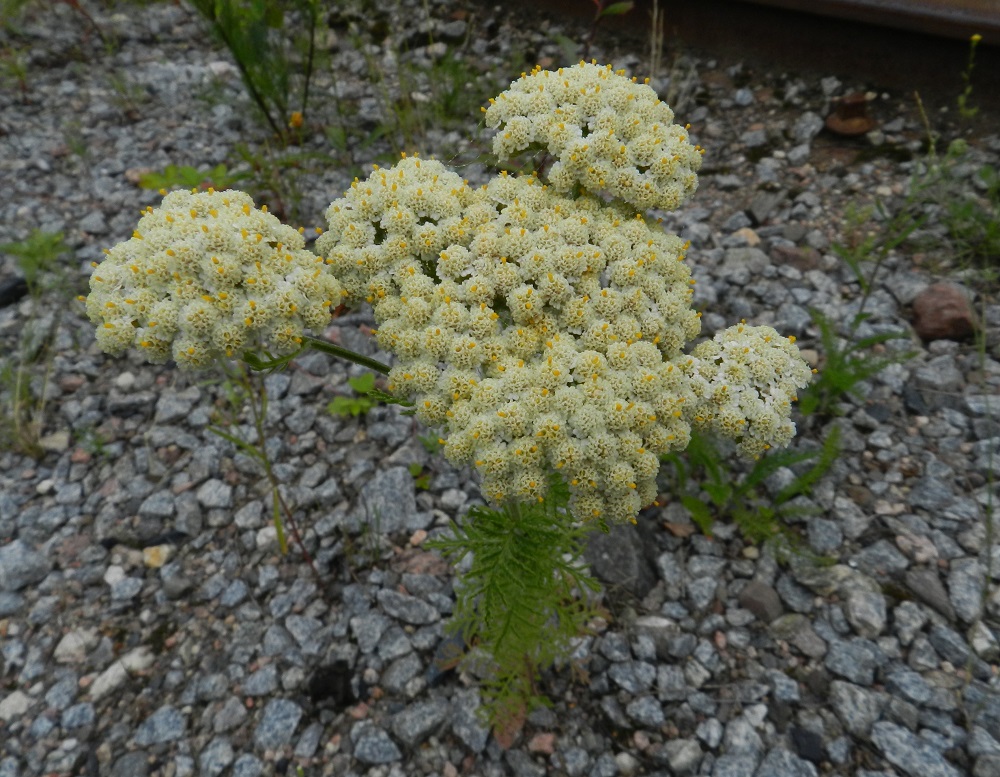 Achillea nobilis - jalokärsämön kukintomykeröitä on vartta kohti usein noin 100-300. Kuvan yksilön mykeröiden määrä on suuruusluokaltaan noin 300. Suomessa on tavattu jalokärsämöstä kahta alalajia, valkojalokärsämöä, subsp. nobilis ja keltajalokärsämöä, subsp. neilreichii. Flora Europaeassa ainoa mainittu ero näiden alalajien välillä on laidan kielikukkien väri, joka ilmenee suomalaisissa nimissäkin. Hankaluutta tuo kuitenkin se, että laitakukkien kielet ovat hyvin pienet ja mykeröstön yleissävy varsinkin täyden kukinnan vaiheessa on aina hieman kellertävä. Tämä aiheuttaa helposti vääriä tulkintoja. 19.7.2011. Copyright Hannu Kämäräinen.