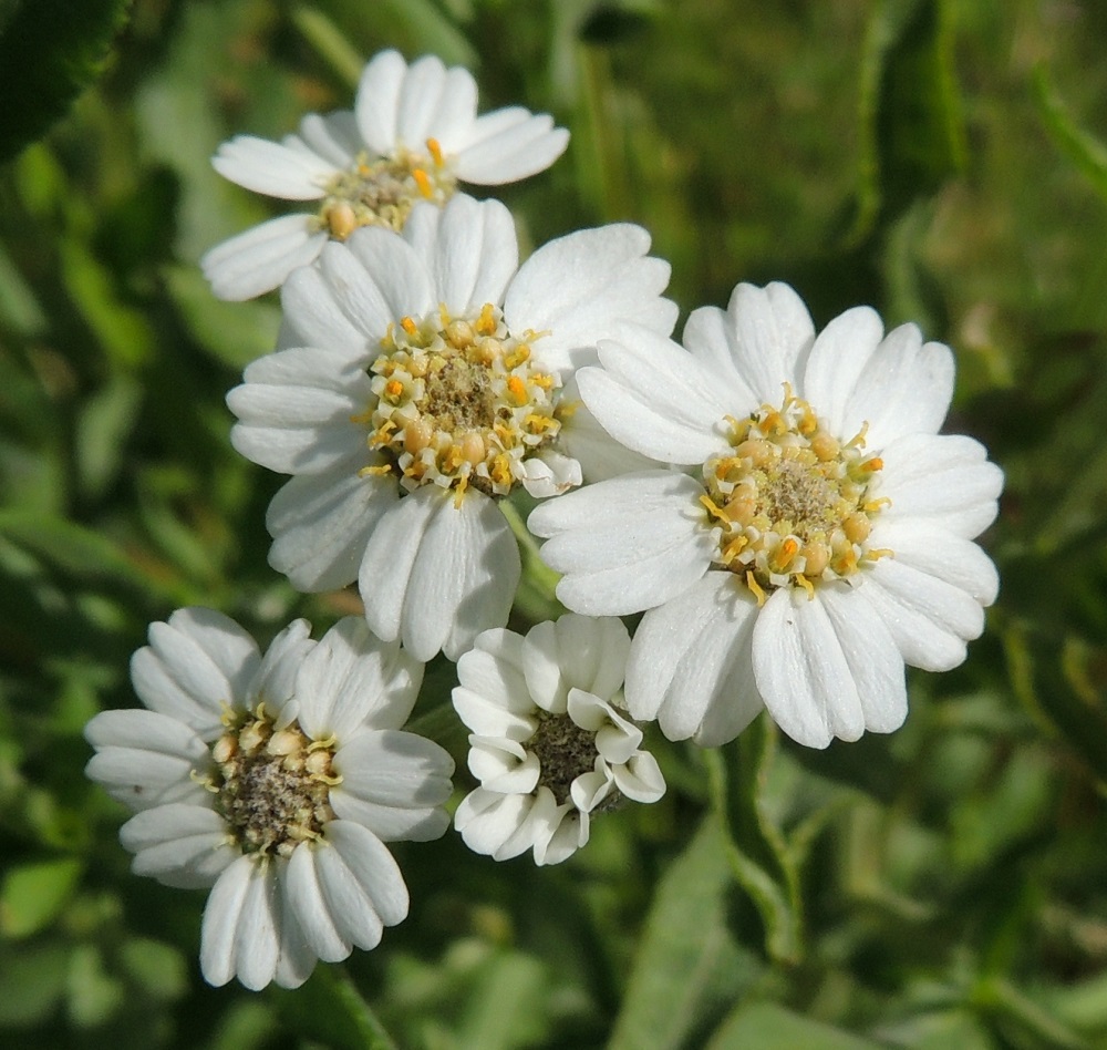 Achillea salicifolia - isokärsämön, kuten muidenkin kärsämöiden, laitakukat ovat yksineuvoisia emikukkia. Niiden kielimäinen kärkiosa on lähes pyöreä tai pitkänpyöreä. Se on yleensä noin 3,5-6 mm pitkä ja noin 3-5,5 mm leveä sekä kärjestään matalasti kolmihampainen. Mykerön keskustan kukat ovat kaksineuvoisia kehräkukkia, joita on usein noin 40-60. Ilman laitakukkien valkoista kärkiosaa mykerö on tavallisesti noin 5-8 mm leveä. 30.7.2015. Copyright Hannu Kämäräinen.