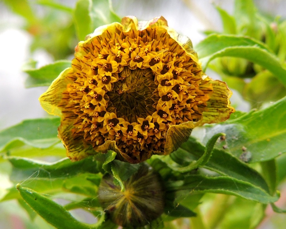 Bidens cernua - nuokkurusokin teriön kärkiosa on noin 2,5-3 mm pitkä sekä päästään yleensä viisiliuskainen. Heteitä on viisi, ja niiden keltaiset, tasasoukat ponnet ovat lieriömäisen yhdiskasvuisesti emin vartalon ympärillä. Emi on yksivartaloinen ja luotiltaan kaksiliuskainen. Kuvan mykerön keskustassa olevat kehräkukat ovat vielä avautumattomina piilossa tukisuomujensa alla. 10.8.2013. Copyright Hannu Kämäräinen.