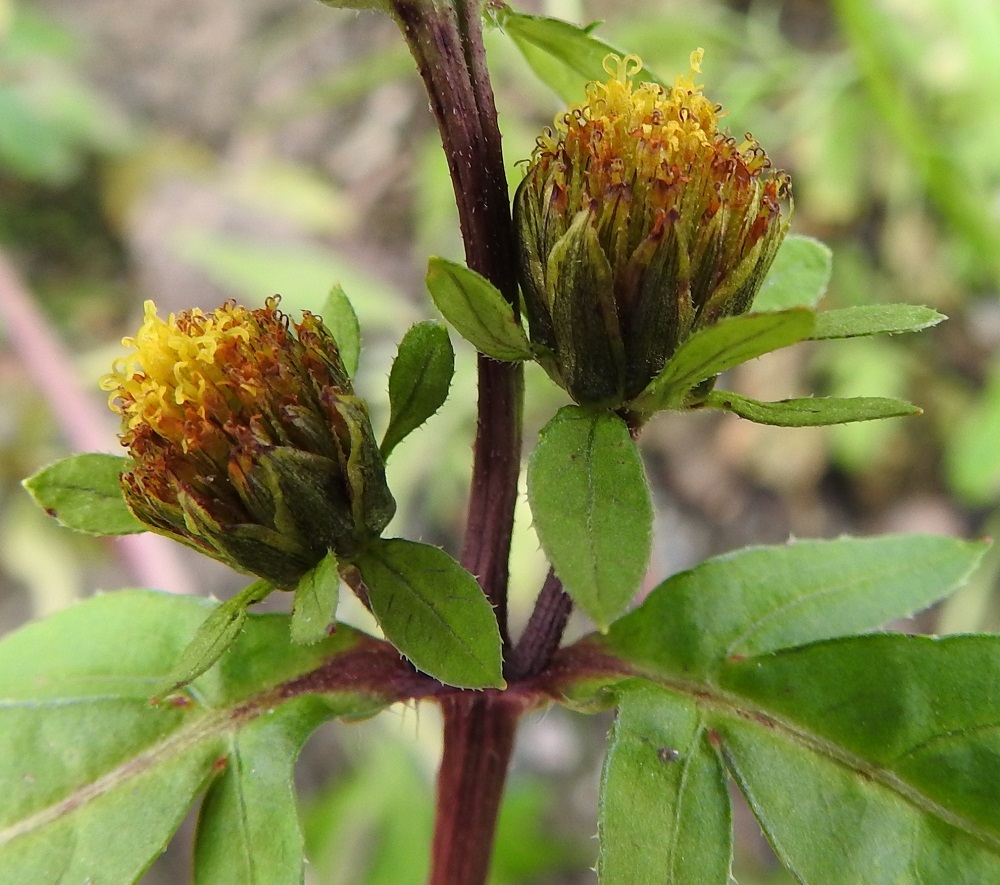 Bidens tripartita - tummarusokin kukintomykerö on kukkiessaan, ilman ulompia, siirottavia kehtosuomujaan, tavallisesti noin 10-15 mm leveä ja suunnilleen yhtä korkea. Lähilajilla säderusokilla, B. radiata, mykeröt ovat selvästi korkeuttaan leveämmät. Emi on yksivartaloinen ja luotiltaan kaksiliuskainen. Se nousee teriönliuskojen yläpuolelle. EH, Hämeenlinna, Majalahti, Louhoksentien varrella oleva maanläjitysalue, laelle vierekkäin ajetut maa-aumat, 4.10.2021. Copyright Hannu Kämäräinen.
