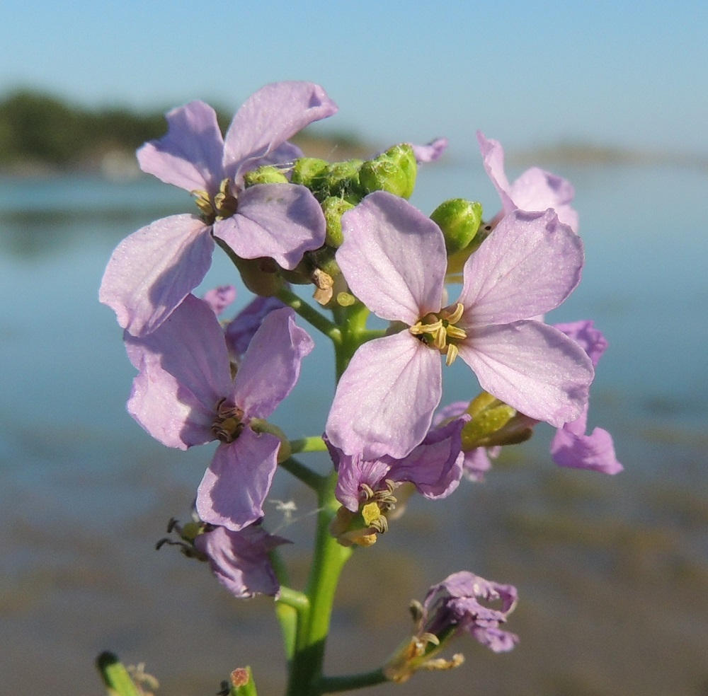 Cakile maritima subsp. baltica - liuskamerisinapin kukassa on ristikkäisesti neljä terälehteä. Niiden kärkiosa on soikea ja tyviosa kapeaksi suippeneva. Pituutta niillä on yleensä noin 6-10 mm ja leveyttä leveimmältä kohtaa noin 3-5 mm. Kukassa on kuusi hedettä, joista neljä on pitempää ja kaksi lyhyempää. Pitkulaisen sikiäimen päässä oleva luotti on pyöreä, litteä ja keltainen. Luotti näkyy kuvassa parhaiten oikealla olevan teriön alapuolella olevassa, jo kuihtuvassa kukassa. U, Hanko, Täktom, Långören, niemeen johtava kapea hiekkakannas, Kattrumpan-merenlahden ranta, 3.8.2013. Copyright Hannu Kämäräinen.