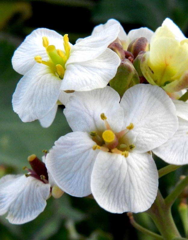 Crambe maritima - euroopanmerikaalin terälehdet ovat yleensä noin 6-9 mm pitkät ja leveimmältä kohtaa noin 4-5 mm leveät. Sivulle taittuva kärkiosa on pyöreä tai pitkänpyöreä ja tyviosa kapeaksi suippeneva. V, Kemiönsaari, Hiittisten saaristo, Örö, saaren lounaisosan läntinen merenranta, 14.7.2012. Copyright Hannu Kämäräinen.