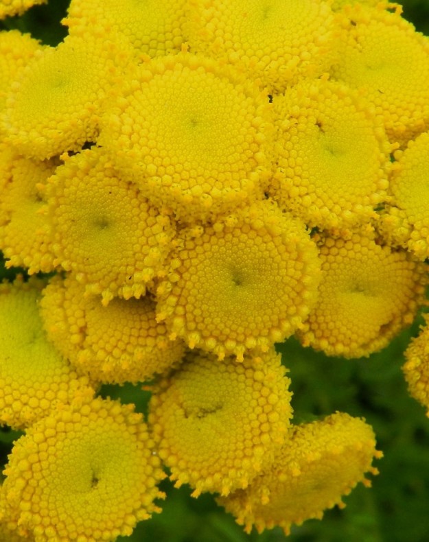 Tanacetum vulgare - (rohto)pietaryrtin kukintomykerö on keltainen, tavallisesti noin 7-10 mm leveä ja aluksi litteähkö sekä noin 5 mm korkea. Siitä puuttuvat kielelliset laitakukat. EH, Hämeenlinna, Pullerinmäki, Viisari, Pikku-Parolantien varsi lähellä Parolantien päätä, 4.7.2011. Copyright Hannu Kämäräinen.