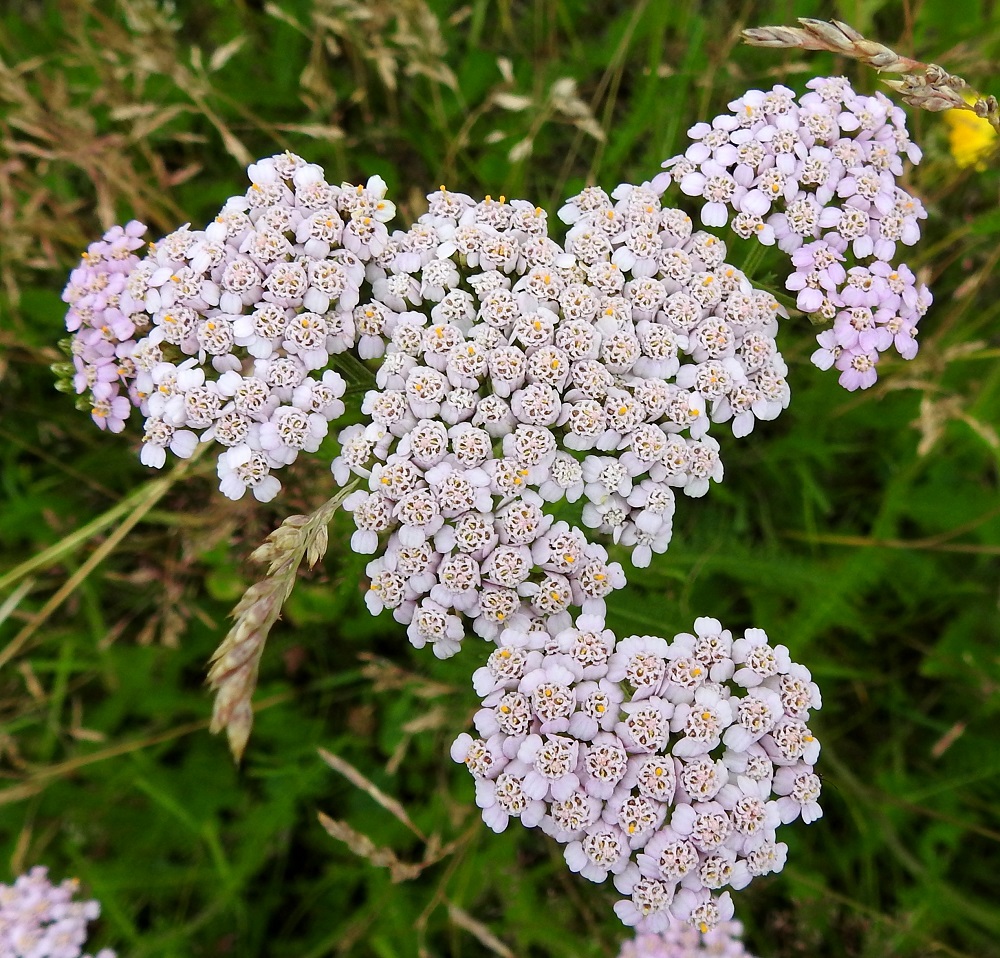 Achillea millefolium subsp. millefolium - etelänsiankärsämön kukintohuiskiloissa on mykeröitä vartta kohti usein noin 50-250. Kuvassa olevassa varressa niitä on hieman yli 200. EH, Hämeenlinna, Loimalahti, Hirsimäki, Hirsimäenkadun ja Metsänväentien kulmauksessa olevan pysäköintialueen, laita, 4.7.2020. Copyright Hannu Kämäräinen.
