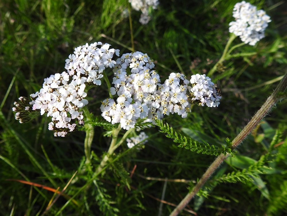 Achillea millefolium subsp. sudetica - pohjansiankärsämön kukintomykeröitä on vartta kohti usein noin 15-150, kun etelänsiankärsämöllä vastaava määrä liikkuu yleensä välillä 50-250. Toki kukinnan vaihekin vaikuttaa mykeröiden lukumäärään. Kuvan varressa mykeröitä on noin 130. 10.7.2018. Copyright Hannu Kämäräinen.