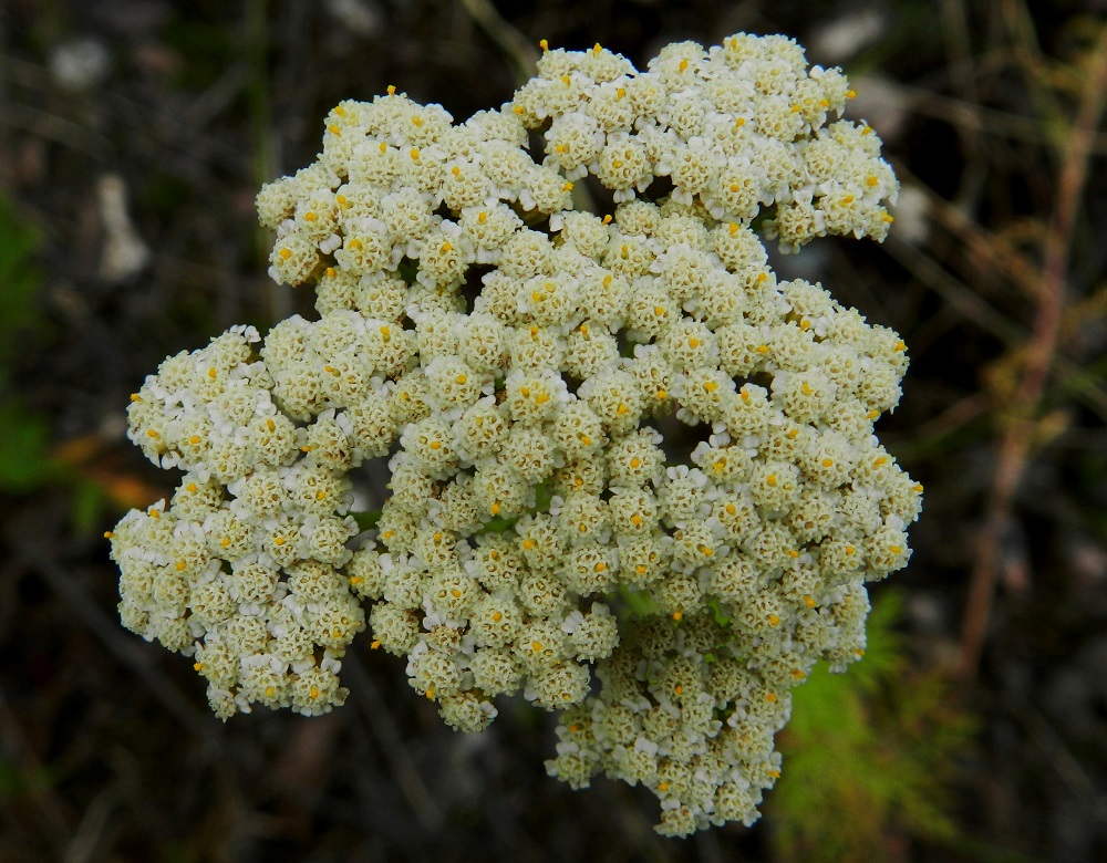 Achillea nobilis - jalokärsämön kukintomykerö on kokonaisuudessaan tavallisesti noin 4 mm leveä. Uloimpina laitakukkina on yleensä 4-5 kielikukkaa, jotka ovat yksineuvoisia emikukkia. Niiden kielimäinen kärkiosa on, kuten kuvassa valkoinen tai vaaleankeltainen. Se on pyöreähkö, yleensä noin 1 mm pitkä ja noin pituutensa levyinen sekä kärjestään matalasti 3-hampainen. Muut kukat ovat kaksineuvoisia, torvimaisia kehräkukkia, joita on tavallisesti noin 10-15 ja kukinnan loppuvaiheessa jopa enemmänkin. Ne ovat laidan kielikukkien kanssa samanväriset, ja niiden kärkiosa on noin 1 mm pitkä ja päästään viisiliuskainen. 19.7.2011. Copyright Hannu Kämäräinen.