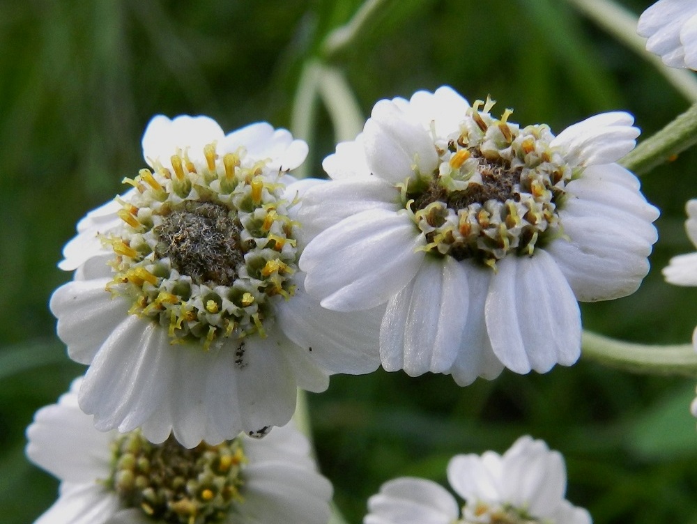 Achillea ptarmica - ojakärsämön laitakukkien kielimäinen kärkiosa on valkoinen ja lähes pyöreä tai pitkänpyöreä. Se on yleensä noin 5-8 mm pitkä ja noin 4-7 mm leveä sekä kärjestään matalasti kolmihampainen. Torvimaisia ja valkoisia kehräkukkia on usein noin 50-70. Niiden kärkiosa on noin 1,5 mm pitkä sekä päästään viisiliuskainen. Ilman laitakukkien kärkiosaa mykerö on tavallisesti noin 6-10 mm leveä. EH, Hämeenlinna, Aulanko, puistometsäalue, luonnonsuojelualue, Joutsenlammen kaakkoisranta, 27.7.2012. Copyright Hannu Kämäräinen.