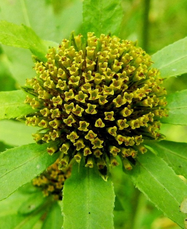Bidens radiata - säderusokin mykerössä ei ole kielellisiä laitakukkia. Kaikki kukat ovat kaksineuvoisia, torvimaisia ja keltaisia kehräkukkia, joita on usein ainakin 150-200 (kuvan mykerössä noin 150). Niiden kärkiosa on noin 2-2,5 mm pitkä. Sen päässä on kolmesta viiteen liuskaa. Kukkien tyvellä on kookas tukisuomu, joka on lähes kalvomainen, suikea ja suippokärkinen. Se pilkistää teriöiden välistä ja yltää teriön kärkiosaan saakka. EH, Hämeenlinna, Majalahti, Hirsimäki, metsässä kulkevan ulkoilureitin ja latupohjan ajoittain märkä laide Louhoksentien pohjoispuolella, 17.8.2012. Copyright Hannu Kämäräinen.
