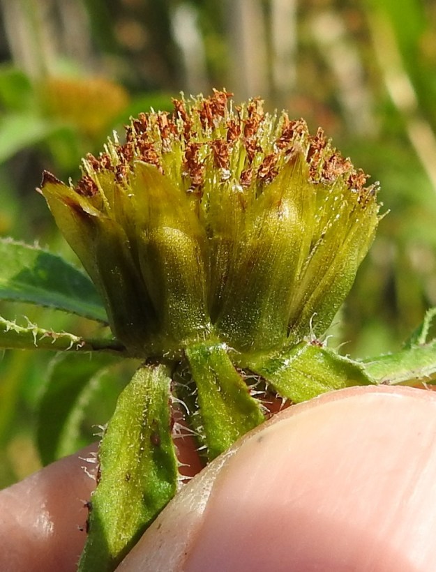 Bidens tripartita - tummarusokin sisemmät kehtosuomut ovat tiiviisti mykerön ympärillä. Ne ovat lähinnä kapeansoikeat, suippopäiset ja keskeltä ruskeat, lähes mustat tai vihreänruskeat sekä laidoiltaan vihreät. Ne ovat yleensä noin 5-8 mm pitkät ja leveimmältä kohtaa noin 1,5-3 mm leveät. V, Raisio, Hauninen, Haunisten allas (tekojärvi), eteläpää Käärmeenkallion kohdalla, rantakosteikko altaaseen pistävän kallioniemekkeen itäpuolella, 27.7.2018. Copyright Hannu Kämäräinen.