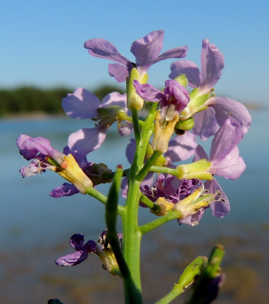 Cakile maritima subsp. baltica - liuskamerisinapin kukassa on neljä verholehteä. Ne ovat kapeanpuikeat tai pitkulaiset, kuperat, pyöreäpäiset ja kalvoreunaiset sekä kellanvihreät. Mitoiltaan ne ovat useimmiten noin 3,5-4 mm pitkät ja leveimmältä kohtaa noin 1-1,3 mm leveät. U, Hanko, Täktom, Långören, niemeen johtava kapea hiekkakannas, Kattrumpan-merenlahden ranta, 3.8.2013. Copyright Hannu Kämäräinen.