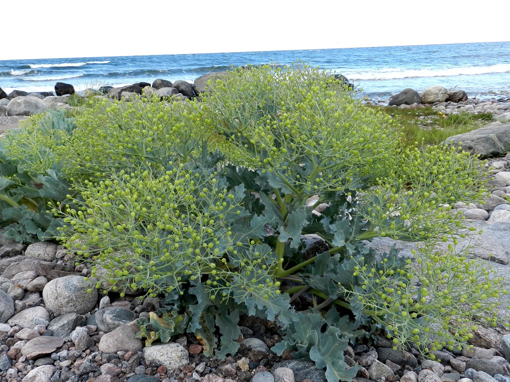Crambe maritima - euroopanmerikaalin heteiden ja sikiäimen tyvellä on mettä tuottavia mesiäisiä, jotka viestivät erityksestään myös tuoksulla. Runsaskukkaiset kasvit ovat pölyttäjähyönteisille oikea aarreaitta. Hedelmiä kehittyykin paljon ja ne leviävät syysmyrskyjen myötä veden avulla uusille kasvupaikoille. V, Kemiönsaari, Hiittisten saaristo, Örö, saaren lounaisosan läntinen merenranta, 14.7.2012. Copyright Hannu Kämäräinen.