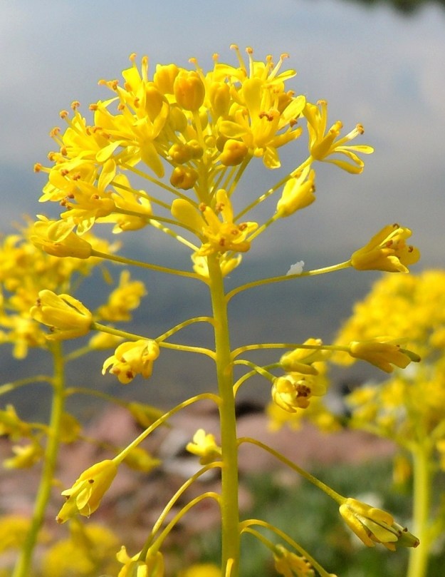 Isatis tinctoria - värimorsingon kukat ovat tukilehdettömät. Kukkaperä on ohut ja yleensä noin 4-7 mm pitkä. Teriö on keltainen ja tavallisesti noin 4-6 mm leveä. A, Lemland, Järsöntien pengertieosuus Styrsöfjärdenin yli Granholmin saarelle, penkereen rantakivikko, 9.6.2014. Copyright Hannu Kämäräinen.