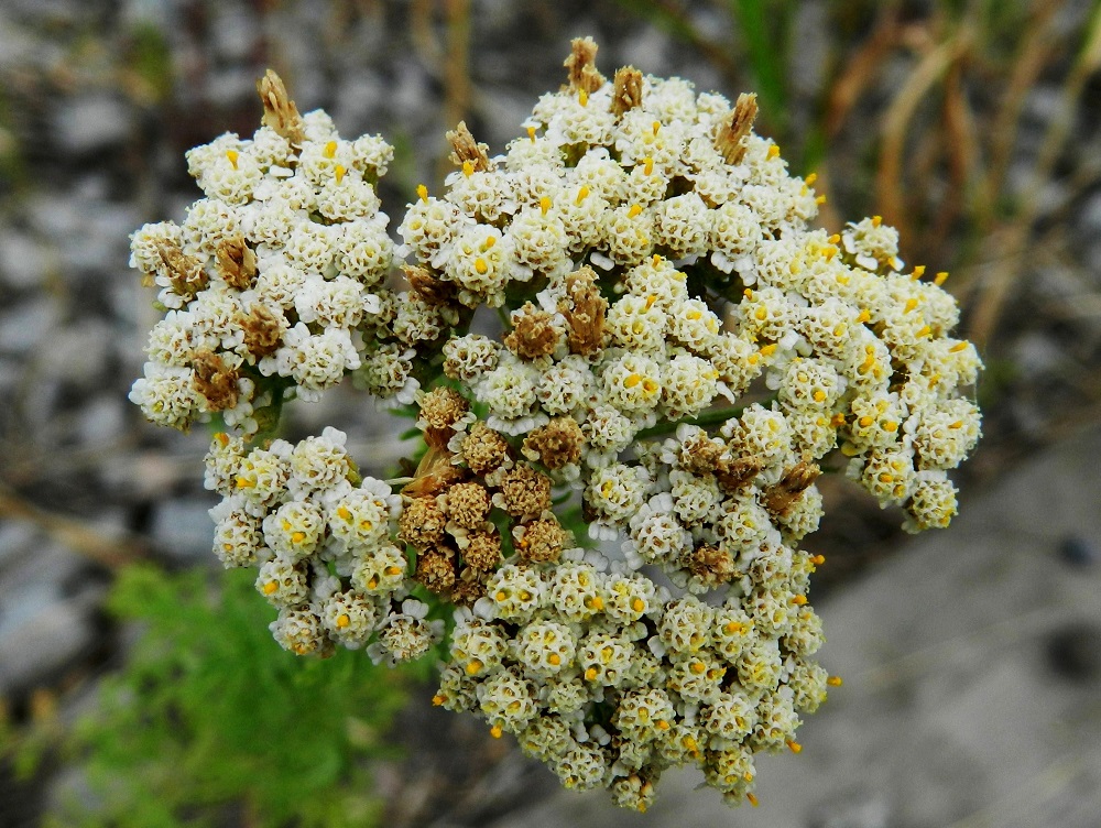 Achillea nobilis - jalokärsämön kehräkukissa on viisi hedettä. Niiden keltaiset, tasasoukat ponnet ovat lieriömäisen yhdiskasvuisesti emin vartalon ympärillä. Emi on yksivartaloinen ja luotiltaan kaksiliuskainen. Heteet ja vartalo luotteineen nousevat teriönliuskoja pitemmiksi. Kukkinut mykerö näyttää hajoavan aika nopeasti ja kuivuneiden kukkien päässä olevat, noin 1-1,5 mm pitkät ja ruskeat pohjuspähkylät tulevat näkyviin. 19.7.2011. Copyright Hannu Kämäräinen.