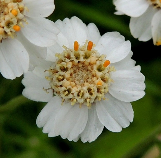 Achillea ptarmica - ojakärsämön laitakukat ovat pelkkiä emikukkia. Kaksineuvoisissa kehräkukissa on viisi hedettä. Niiden keltaiset, tasasoukat ponnet ovat lieriömäisen yhdiskasvuisesti emin vartalon ympärillä. Emi on yksivartaloinen ja luotiltaan kaksiliuskainen. Heteet ja vartalo luotteineen nousevat teriönliuskoja pitemmiksi. EH, Hämeenlinna, Vuorentaka, laaja peltoaukea Hämeen Härkätien varressa, lähellä Perä-Tertin tien risteystä, 29.6.2013. Copyright Hannu Kämäräinen.