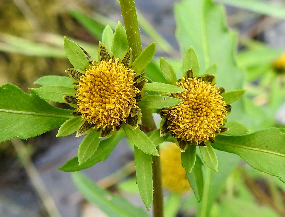 Bidens radiata - säderusokin mykerön kukinta alkaa laidoilta ja etenee keskustaa kohti. Alkuvaiheessa, kun kukinta ei ole vielä paisuttanut mykeröä, kehtosuomujen kaksi erilaista kehäriviä ovat hyvin esillä. Kehräkukissa on viisi hedettä, ja niiden keltaiset, tasasoukat ponnet ovat lieriömäisen yhdiskasvuisesti emin vartalon ympärillä. Emi on yksivartaloinen ja luotiltaan kaksiliuskainen. 16.8.2021. Copyright Hannu Kämäräinen.
