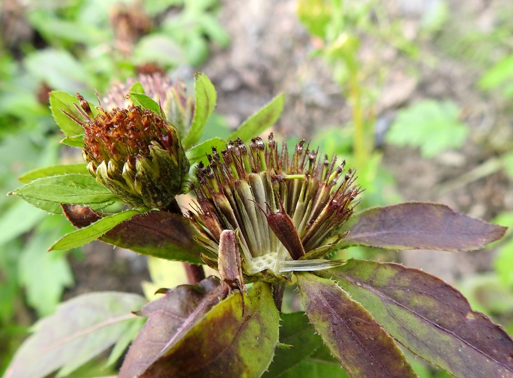 Bidens tripartita - tummarusokin kukkien tyvellä on tukisuomu, joka hedelmävaiheisessa mykerössä yltää noin pähkylärungon kärjen tasalle saakka. EH, Hämeenlinna, Majalahti, Louhoksentien varrella oleva maanläjitysalue, laelle vierekkäin ajetut maa-aumat, 4.10.2021. Copyright Hannu Kämäräinen.