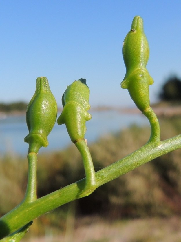 Cakile maritima subsp. baltica - liuskamerisinapin hedelmä on epäsäännöllisen sukkulamainen, kärkiosastaan kaksisärmäinen ja vihreä tai kellanvihreä litu, joka on kahden yksisiemenisen puoliskon muodostama. Se on tavallisesti noin 15-20 mm pitkä ja noin 4-6 mm paksu. Litupuoliskojen välissä on kaksi alaviistoon suuntautunutta, lyhyttä ja sarvimaista lisäkettä. Molemmat litupuoliskot ovat avautumattomia. Irtoava yläosa on alaosaa kookkaampi ja kärjestään suippo mutta tylppäpäinen. Lidun alaosa kapenee tyveä kohti eikä irtoa lituperästään. U, Hanko, Täktom, Långören, niemeen johtava kapea hiekkakannas, Kattrumpan-merenlahden ranta, 3.8.2013. Copyright Hannu Kämäräinen.
