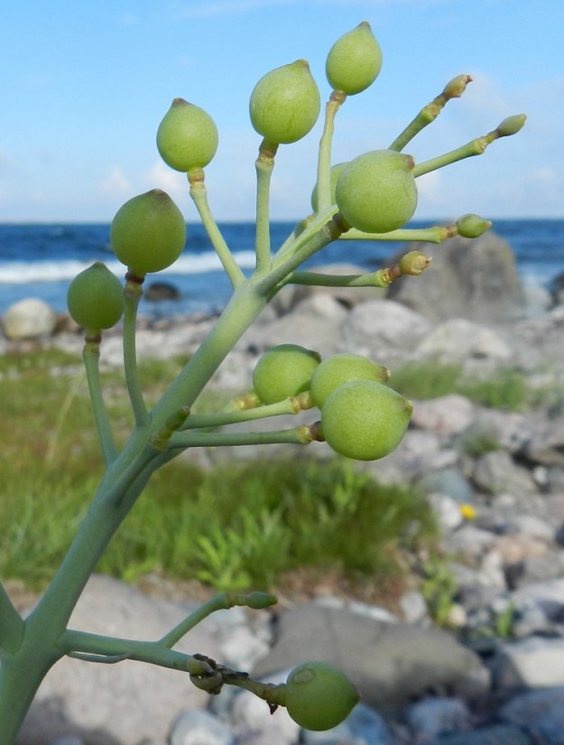 Crambe maritima - euroopanmerikaalin hedelmä on lähes pallomainen, kellanvihreä ja myöhemmin ruskistuva litu, joka on melkein kärkiodaton, yksisiemeninen ja avautumaton. Lidun tyviosa on pieni ja perän jatkeen kaltainen. Kärkiosa on paksuseinäinen ja kypsänä tavallisesti noin 7-10 mm läpimitaltaan. Hedelmäperä on yleensä noin 20-30 mm pitkä. V, Kemiönsaari, Hiittisten saaristo, Örö, saaren lounaisosan läntinen merenranta, 14.7.2012. Copyright Hannu Kämäräinen.