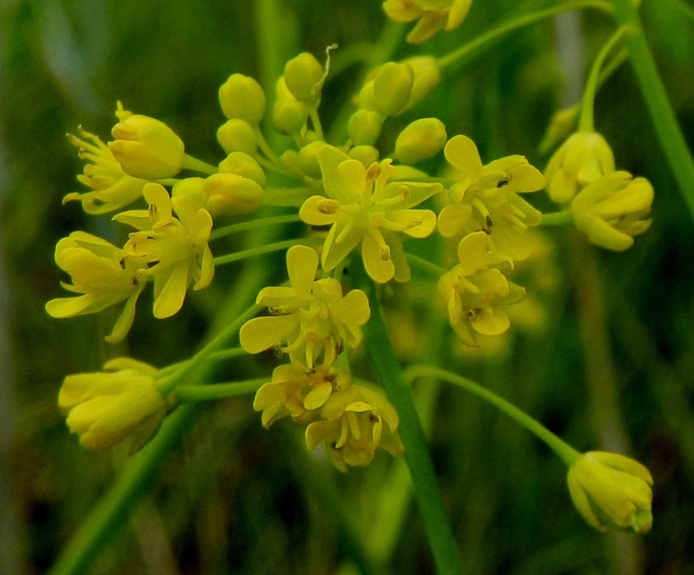 Isatis tinctoria - värimorsingon kukassa on neljä verholehteä. Ne ovat lähinnä kapeanpuikeat, kuperat, tylppäpäiset ja keltaiset sekä useimmiten noin 2-3 mm pitkät ja leveimmältä kohtaa noin 1-1,5 mm leveät. Myös terälehtiä on ristikkäisesti neljä. Niiden kärkiosa on soikea tai kapean vastapuikea ja tyviosa kapeaksi suippeneva. Ne ovat yleensä noin 3-4 mm pitkät ja leveimmältä kohtaa noin 1-1,2 mm leveät. Heteitä on kuusi. Sikiäin on kehänpäällinen ja pitkulainen. Sen kärjessä oleva luotti on pyöreä ja litteä. U, Hanko, Täktom, Långören, niemeen johtava kapea hiekkakannas, Anklarensbukten-merenlahden ranta, 19.6.2012. Copyright Hannu Kämäräinen.