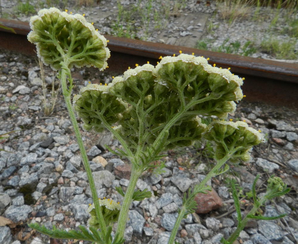 Achillea nobilis - jalokärsämön mykeröperä on yleensä noin 1-3 mm pitkä ja tiheäkarvainen. Mykerön alimman kerroksen muodostavat pienet, kapeat ylälehdet eli kehtosuomut, jotka ovat kahtena tai kolmena tiiviinä, lomittaisena rivinä. Suomut ovat eripituiset, lähinnä suikeat tai kapeanpuikeat ja vihreät tai kellanvihreät sekä kalvolaitaiset. Laitakalvot ovat aivan vaaleat. Kehtosuomut ovat myötäkarvaiset ja tavallisesti noin 1-3 mm pitkät ja leveimmältä kohtaa noin 0,5-1 mm leveät. Sisemmät suomut ovat ulompia pitemmät. Koko kehto on noin 2-3 mm pitkä ja noin 1,5-2 mm leveä. 19.7.2011. Copyright Hannu Kämäräinen.