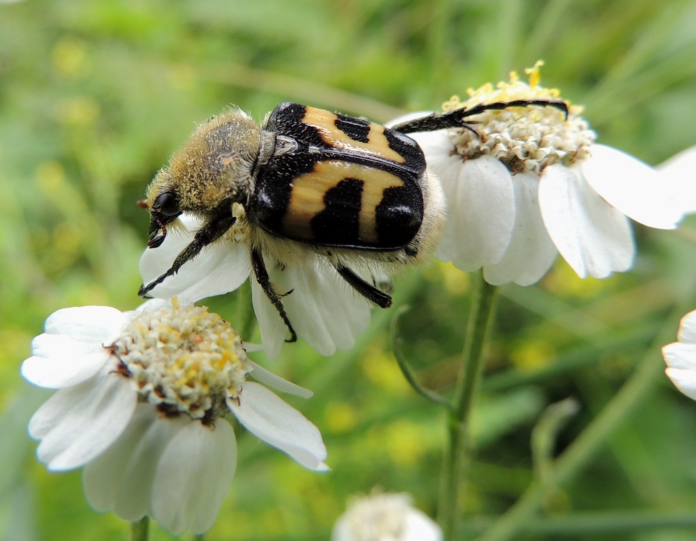 Achillea ptarmica - ojakärsämön mykeröt houkuttelevat pölyttäjähyönteisiä, jotka hakevat kukista siitepölyä ja mettä emien tyvellä olevista mesiäisistä. Kuvassa mykeröitä on hyödyntämässä kimalaiskuoriainen, Trichus fasciatus, jonka turkki näyttää olevan jonkin kasvin siitepölyllä kuorrutettu. U, Vantaa, Rajakylä, Porvoonväylän eteläpuolen meluaidan vierusta, kävelyuran laita ojan varressa, Pyörätien pään lähellä, 8.7.2013. Copyright Hannu Kämäräinen.