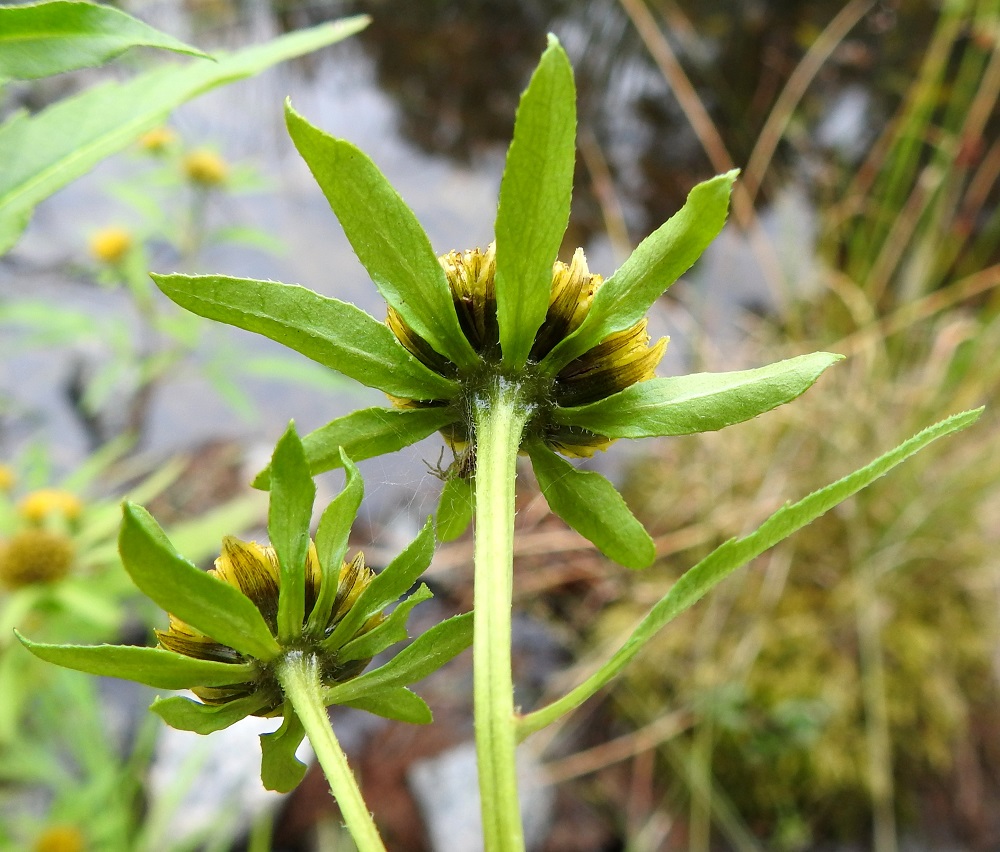 Bidens radiata - säderusokin mykerön ulommat kehtosuomut ovat vaalean- tai kellanvihreät, lehtimäiset ja suikeahkot. Ne ovat keskenään suunnilleen samankokoiset, ehytlaitaiset ja reunoiltaan karheakarvaiset sekä tavallisesti noin 15-50 mm pitkät ja leveimmältä kohtaa noin 2-10 mm leveät. Sisemmät kehtosuomut ovat tiiviisti mykerön ympärillä. Ne ovat lähinnä kapeansoikeat, suippopäiset ja keskeltä ruskeat, lähes mustat tai vihreänruskeat ja laidoiltaan vihreät. Ne ovat yleensä noin 5-8 mm pitkät ja leveimmältä kohtaa noin 1,5-3 mm leveät. 16.8.2021. Copyright Hannu Kämäräinen.