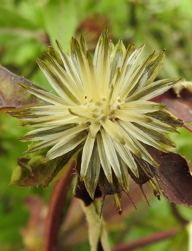 Bidens tripartita - tummarusokin kukkien tyvellä olevat tukisuomut ovat kookkaat, lähes kalvomaiset, suikeat ja suippokärkiset sekä keskeltä tummat ja laidoiltaan vaaleat. Ne ovat noin 6-7 mm pitkät ja noin 1-1,5 mm leveät. EH, Hämeenlinna, Majalahti, Louhoksentien varrella oleva maanläjitysalue, laelle vierekkäin ajetut maa-aumat, 4.10.2021. Copyright Hannu Kämäräinen.