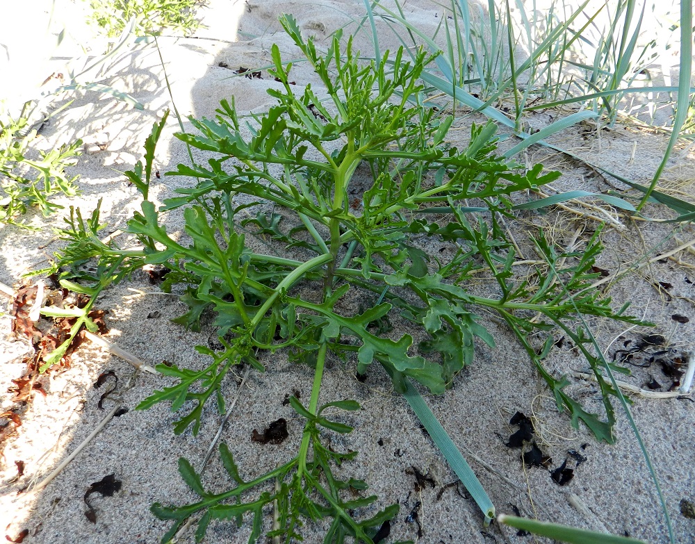 Cakile maritima subsp. baltica - liuskamerisinapin varsi haaroo yleensä tyveltä alkaen. Varsi haaroineen on liereä ja vihreä tai kellanvihreä. Lehdet ovat möyheät, ruodilliset ja vihreät tai sinivihreät. Ruoti on useimmiten noin 1-4 cm pitkä. Lehtilapa on kertaalleen parilehdykkäinen. U, Hanko, niemen eteläpuolen merenranta, Kolavikenin itälaidassa olevien Lilla Tallholmen -niemen ja Råudden-niemekkeen välinen hiekkaranta-alue, 18.6.2012. Copyright Hannu Kämäräinen.