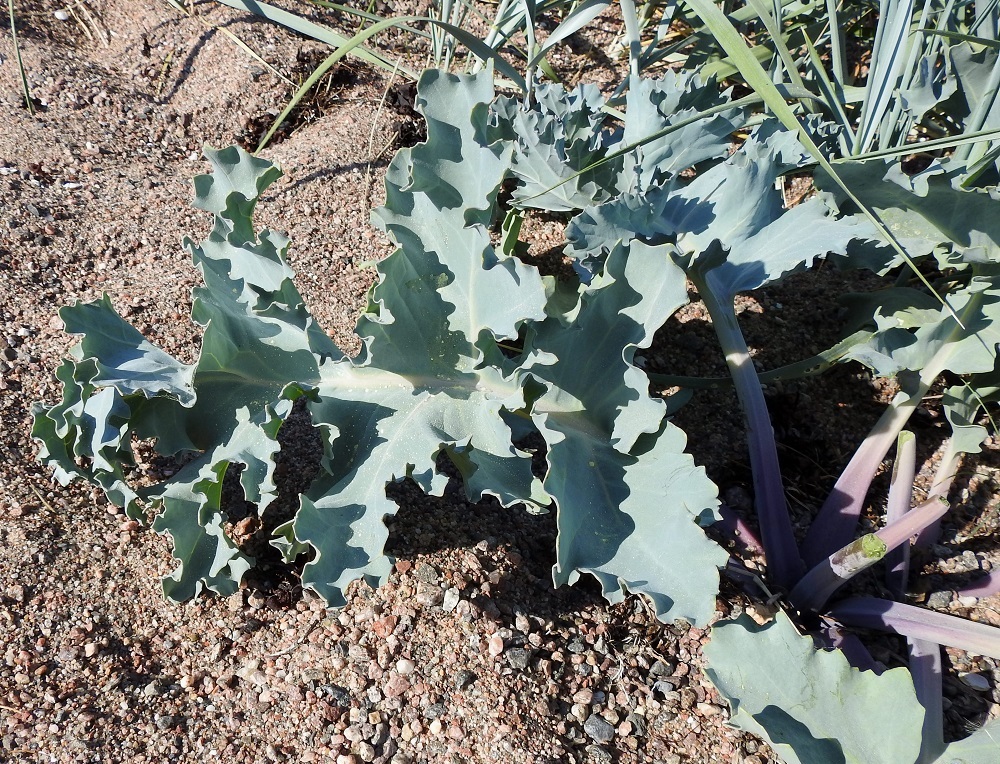 Crambe maritima - euroopanmerikaalin alimmat lehdet ja ruusukelehdet ovat useimmiten pitkäruotiset. Ruoti on paksu ja yleensä noin 10-30 cm pitkä. Ruusukelehtien ruodin tyvi on usein sinipunainen. 11.6.2021. Copyright Hannu Kämäräinen.