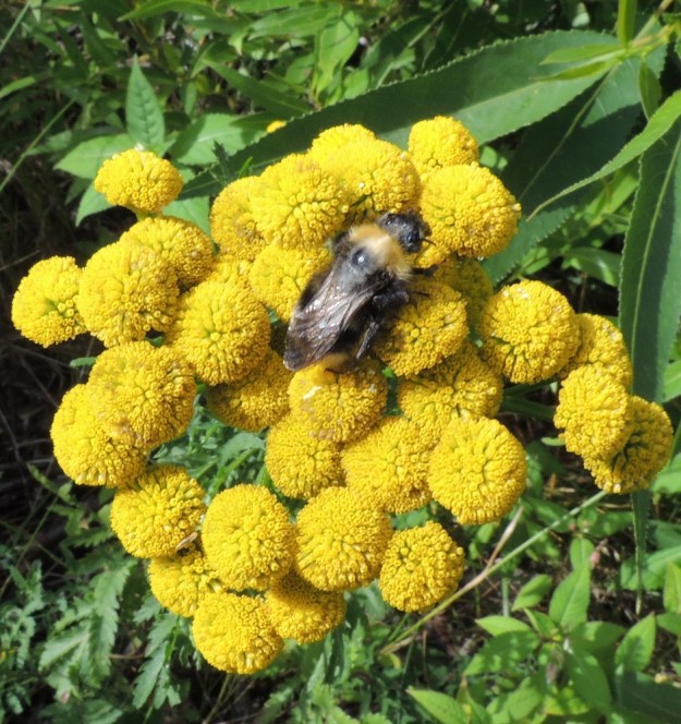 Tanacetum vulgare - (rohto)pietaryrtin mykerön muoto on lähes pallomainen siinä vaiheessa, kun kaikki kehräkukat ovat kukkineet. Kehräkukkien kärjestä ei pilkistä enää heteitä tai emejä, mutta kuvaan päässyt kimalainen ahertaa edelleen sen kokoon verrattuna miniatyyristen ja lukemattomien kukkien parissa. Erittyisikö niiden pohjalle ikään kuin jälkituotantona vielä mettä. EH, Hämeenlinna, Loimalahti, Kuokkamaa, entisen Sammon kaatopaikan täyttökumpu, lakialue, 6.8.2016. Copyright Hannu Kämäräinen.