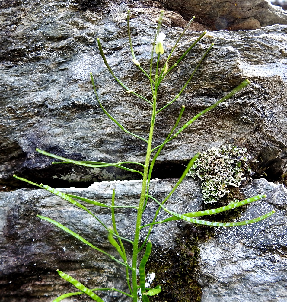 Arabis alpina - tunturipitkäpalon lidut saattavat lopulta olla jopa vaakasuoraan sivulle siirottavat. Varjoisilla kasvupaikoilla lidut voivat olla vihreitäkin. EnL, Enontekiö, Kilpisjärvi, Saanan loivahkon luoteisrinteen keskiosa, rinteen poikki kulkeva, matalahko, tihkuvetinen kallioseinämä, 720 m mpy, 18.7.2023. Copyright Hannu Kämäräinen.