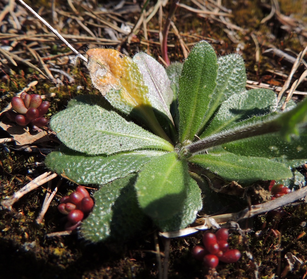 Arabis hirsuta - jäykkäpitkäpalon ruusukelehdet ovat molemmin puolin tiheästi tähtikarvaiset ja vihreät tai vaihtelevasti punaruskeat. Ne ovat laidoiltaan matalasti hampaiset tai lähes ehyet. A, Sund, Bomarsund, Brännklint, Brännklintstornetin raunion eteläpuolinen kallioketo, 28.5.2013. Copyright Hannu Kämäräinen.