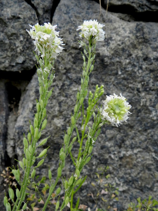 Berteroa incana - (idän)harmion kukintoterttu pitenee kukinnan edetessä jopa 15-25 cm pitkäksi. Samaan aikaan, kun tertun kärkiosa kukkii, tyviosa on jo hedelmävaiheessa. ES, Lappeenranta, Kaupunginlahden satama, Satamatien laitarinteen tukimuurin vierus, 11.7.2012. Copyright Hannu Kämäräinen.