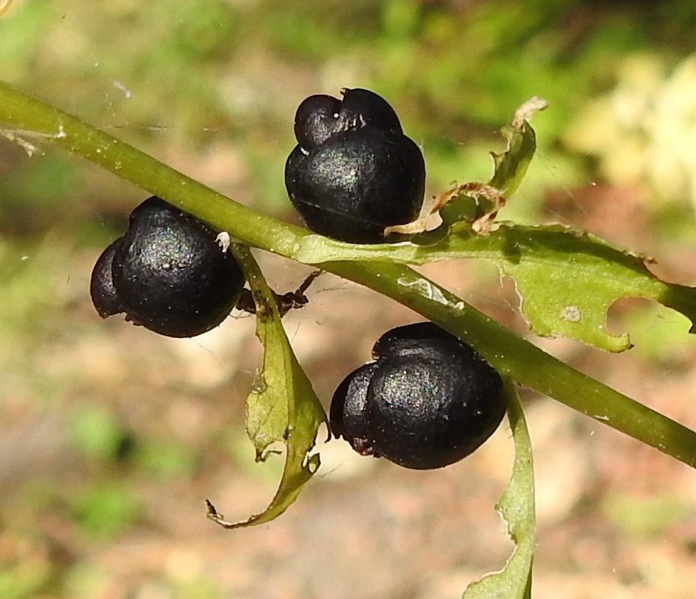Cardamine bulbifera - hammasjuuren itusilmut ovat mustansinipunaisia, pyöreitä tai pitkänpyöreitä ja monikerroksisia. Perusmuotoiset itusilmut ovat yleensä noin 5-10 mm pitkiä. A, Finström, Bastö, pohjoiskärki, Ekudden, mm. tammea, saarnea, pähkinäpensasta ja metsäomenapuuta kasvava, lehtoinen niemi, 9.7.2022. Copyright Hannu Kämäräinen.