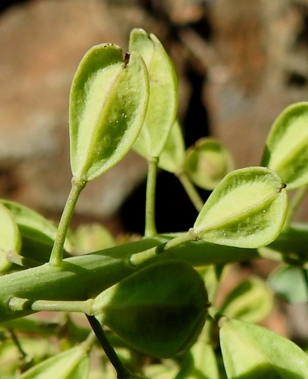 Noccaea caerulescens - ketotaskuruohon litu on kapean vastaherttamainen, litteä ja tavallisesti noin 6-8 mm pitkä sekä leveimmältä kohtaa noin 3-4 mm leveä. Se on laidoiltaan siipipalteinen, ja palle on kärjessä leveimmillään sekä pyöristynyt kapeankärkiloven kahta puolen. Kärkilovessa on kuivuneen emin vartalon ja luotin muodostama ota, joka on noin 1 mm pitkä ja yltää noin lidun kärjen tasolle. Välikalvo erottaa lidun kahteen osaan, joista molemmissa on yleensä noin 3-4 siementä. EH, Hämeenlinna, Käikälä, Kirkkokallion tyveä kulkeva rautatie, ratapohjan laide, 10.6.2017. Copyright Hannu Kämäräinen.