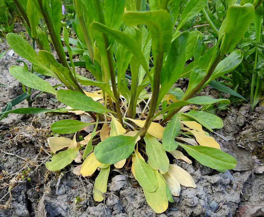 Thlaspi arvense - peltotaskuruohon aluslehdet ja joskus myös varren alimmat lehdet ovat ruodilliset, soikeat tai vastapuikeat ja yleensä ehyt- tai mutkalaitaiset. Ruoti on useimmiten noin 1,5-4 cm pitkä. Lapa on tavallisesti noin 1,5-4 cm pitkä ja leveimmältä kohtaa noin 0,7-1,5 cm leveä. Aluslehdet ja varren alimmat, ruodilliset lehdet lakastuvat yleensä kukinnan alkuvaiheessa. EH, Hämeenlinna, Loimalahti, Hirsimäki, Sammontorpantien varsi puistoalueen laidassa, leikkikentän kohdalla, 28.5.2020. Copyright Hannu Kämäräinen.