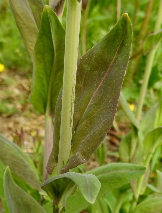 Turritis glabra - (keto)pölkkyruohon varsilehdet ovat lähinnä puikeat tai kapeanpuikeat ja suippokärkiset. Ne ovat sinivihreät tai vaihtelevasti sinipunaiset, vahapintaiset ja tavallisesti noin 2-10 cm pitkät ja leveimmältä kohtaa noin 0,5-4 cm leveät. EH, Kouvola, Kuusankoski, Voikkaa, Sikomäki, Hermannintien varsi Nummisenmäentien risteyksen länsipuolella, 11.6.2017. Copyright Hannu Kämäräinen.