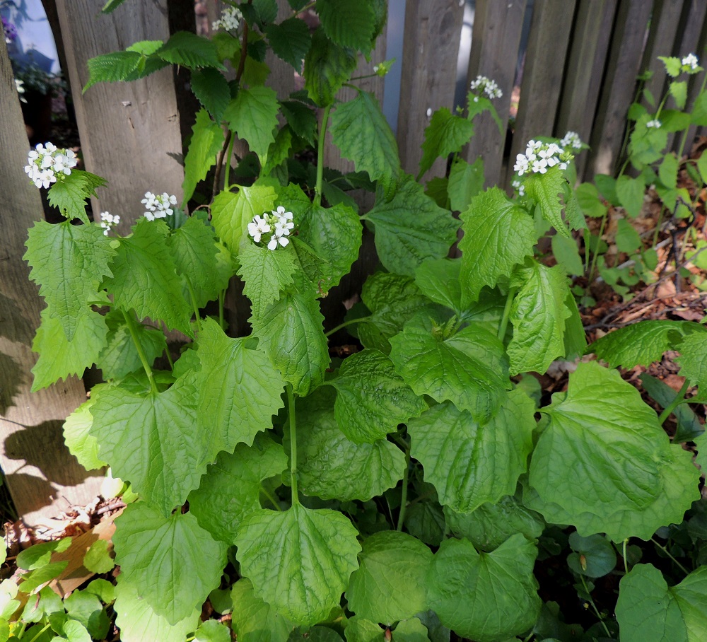 Alliaria petiolata - (rohto)litulaukan ruusukelehdet ja varren alimmat lehdet ovat pitkäruotiset, ja niiden lapa on munuaismainen sekä nyhälaitainen. Ruoti on yleensä noin 5-13 cm pitkä. Varsilehdet ovat kierteisesti. Ne muuttuvat vartta ylöspäin liukuvasti kolmiomaisiksi ja epäsäännöllisen iso- ja terävähampaisiksi. Alempana lavan tyvi on herttamainen ja latvaosassa suora tai matalan ja leveän kiilamainen. Tyviosan yläpuolisten lehtien ruoti on useimmiten noin 0,5-5 cm pitkä. A, Maarianhamina, keskusta, Torgatanin varsi torialueen laidassa, 27.5.2013. Copyright Hannu Kämäräinen.