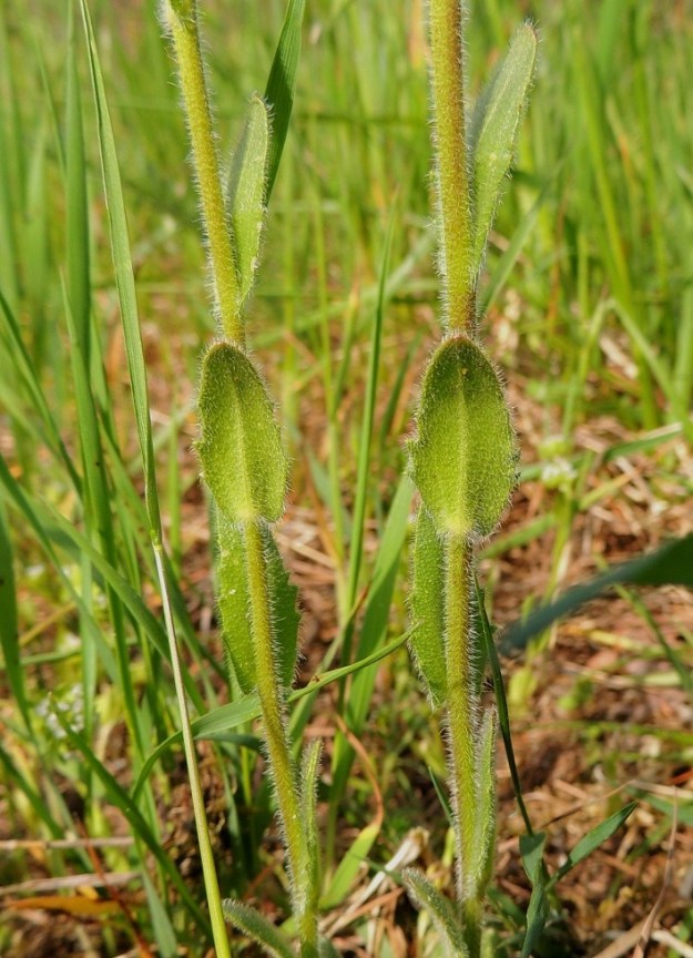 Arabis hirsuta - jäykkäpitkäpalon varsilehdet ovat kierteisesti. Ne ovat ruodittomat, pitkulaiset tai kapeanpuikeat ja yleensä tylppäkärkiset sekä leveätyviset ja usein tyviliuskoin varren sivuille yltävät. Lapa on tavallisesti noin 1-3 cm pitkä ja leveimmältä kohtaa noin 0,2-1 cm leveä sekä molemmin puolin tiheästi tähtikarvainen. A, Lemland, eteläpää, Björkö, Herröskatan, luonnonsuojelualue, eteläosan kallioketoalue, 30.5.2013. Copyright Hannu Kämäräinen.