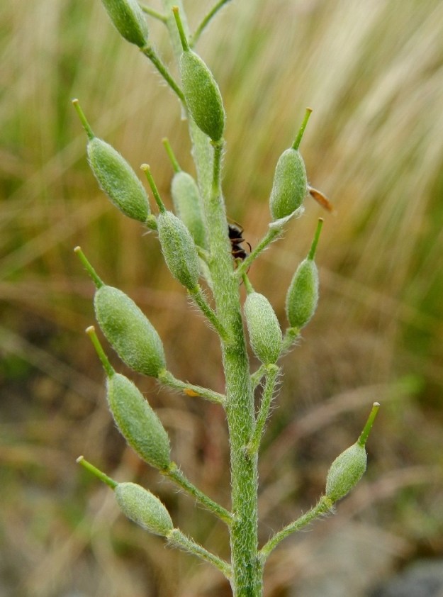 Berteroa incana - (idän)harmion lituhedelmä on pitkulainen, pullea, tähtikarvainen ja harmaanvihreä. Se on tavallisesti noin 6-8 mm pitkä ja noin 2,5-3 mm leveä. Lisäksi lidun kärkiosassa on kuivuneen emin vartalon ja luotin muodostama ota, joka on noin 2-3 mm pitkä. Lituperä on enemmän tai vähemmän yläviistoon siirottava, tähti- ja hapsikarvainen sekä yleensä noin 5-10 mm pitkä. ES, Lappeenranta, Kaupunginlahden satama, Satamatien laitarinteen tukimuurin vierus, 11.7.2012. Copyright Hannu Kämäräinen.