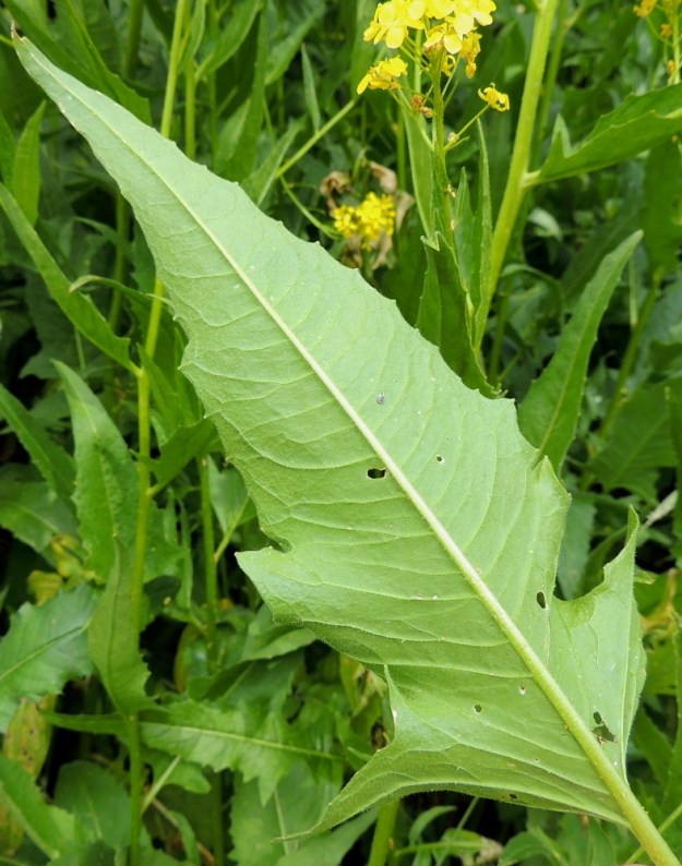 Bunias orientalis - idänukonpalon lehdet ovat molemmin puolin karheakarvaiset. Alapuolen vihreys on usein yläpuolta vaaleampi. EH, Hämeenlinna, Ahvenisto, Ahvenistontien laita Rapamäen länsirinteellä, 11.6.2016. Copyright Hannu Kämäräinen.